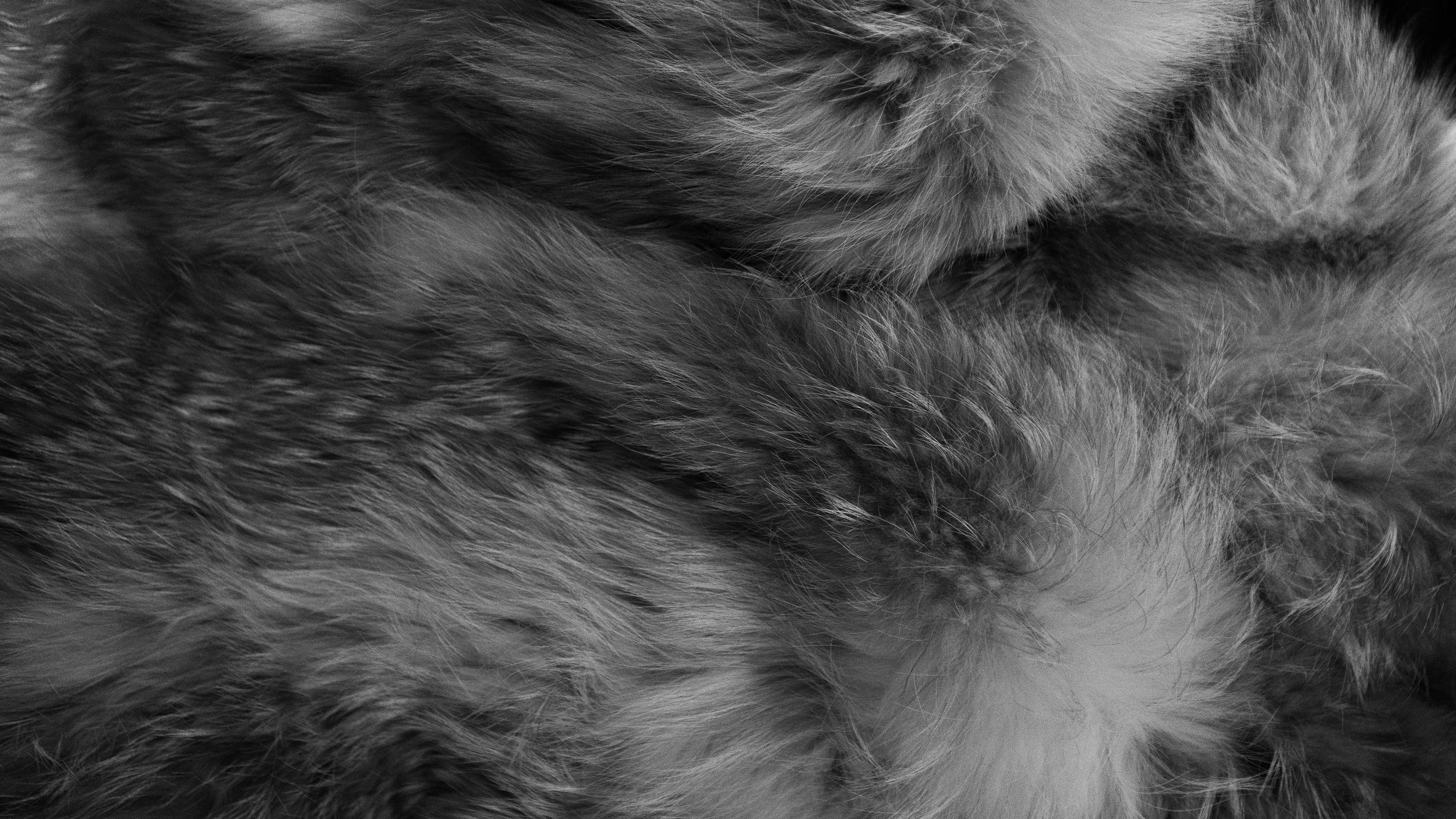 Fur on Canvas, 2025